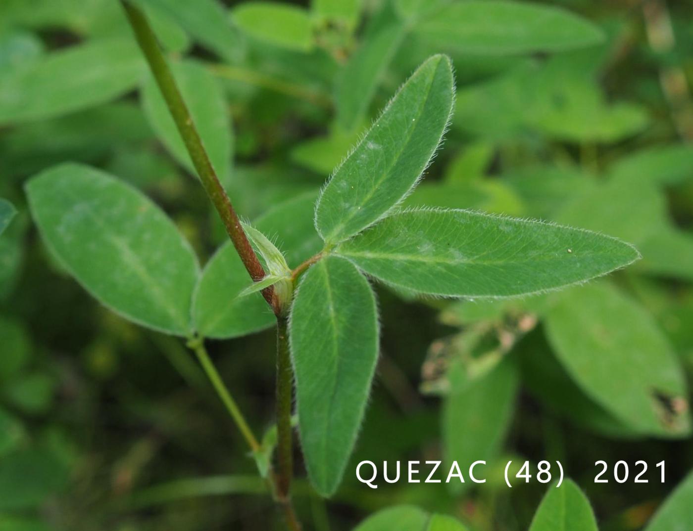 Clover, Zigzag leaf